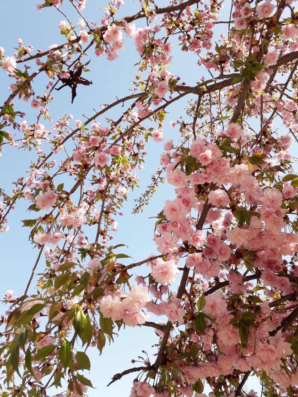 Wallpaper Pinky Flowers And Pink Image On Favim