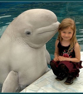 animal, beluga and child