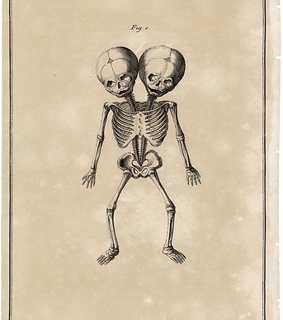 anatomical, anatomy and antique