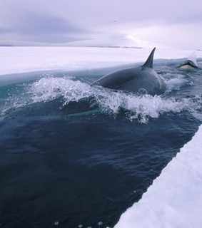 animals, antarctica and ice