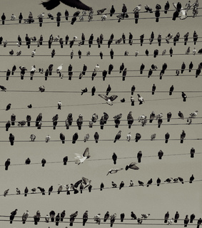 birds, birds on wires and counting
