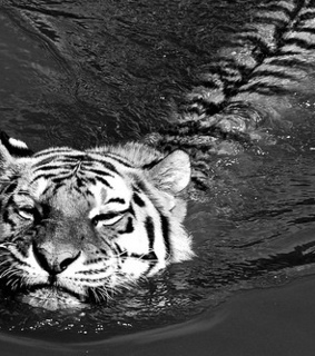 animal, animals and beautiful