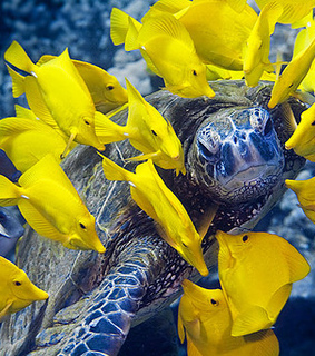 animal, animales and animals