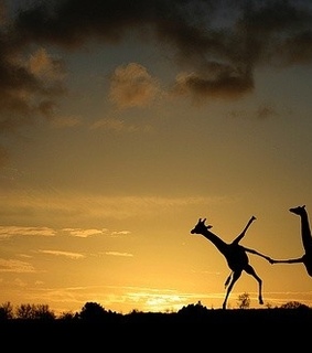 ???, animal and animals