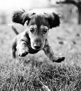 action, adorable and animal