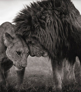 adorable, animal and animal love