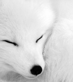 animal, animals and art