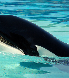 aww, cute and killer whale