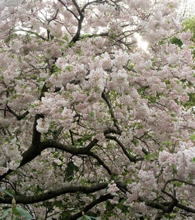 asian, beautiful and cherry