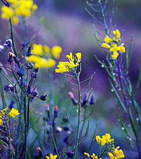 beautiful, floral and flowers