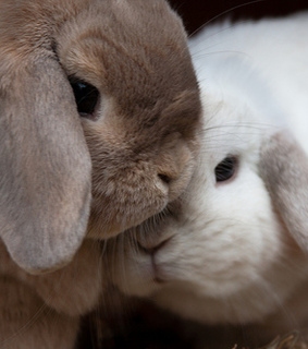 animal, animals and pretty