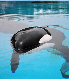 animal, beautiful and cute