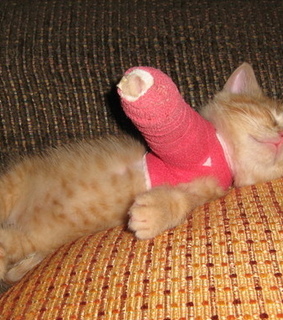 ???? ????, animals and beasts