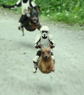 beasts, dacshund and dog