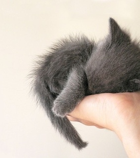 ????, adorable and animal