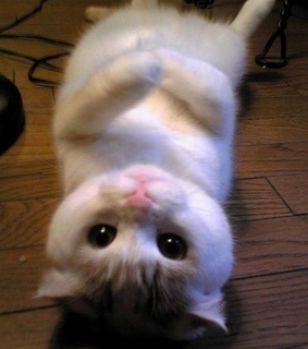 adorable, animals and cat