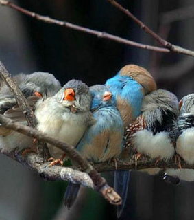 ?????, animal and animals