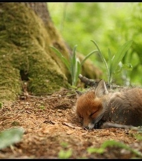 ???, adorable and animal