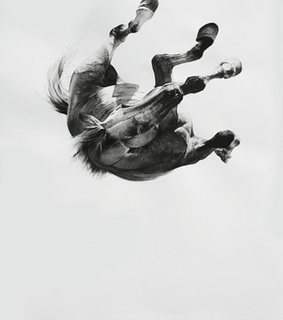 action, animal and animals