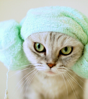 animal, animals and beasts