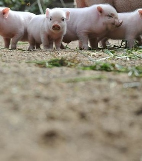 adorable, animals and baby