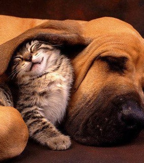 animal, animals and cat