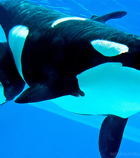 animal, aquarium and beautiful