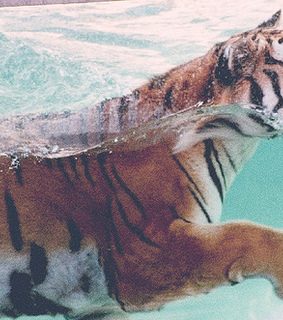 animal, animals and beautiful