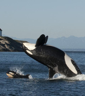 killer whale, orca and southern resident
