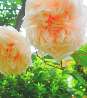 beautiful, cute and flower