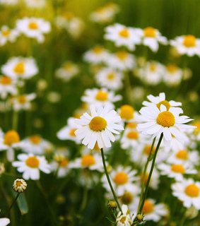 fields, flowers and garden