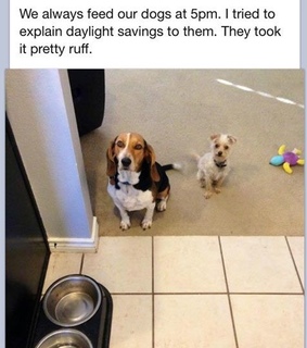 2012, animals and art