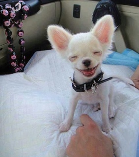 funny 2013, funny images and funny new year 2013