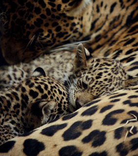 animal, animals and baby and mama cheetah