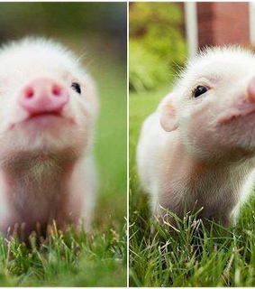 animals, cute and pig
