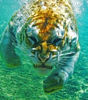 angry, blue and bubbles