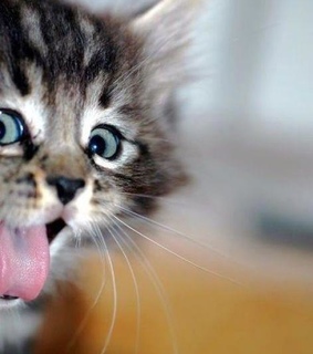 animals, cute and love