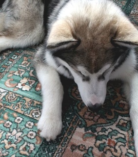 alaska, alaskan and alaskan malamute