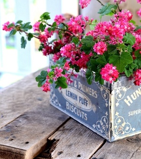 flowers, pink and rustic