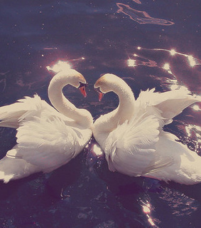 animals, cute and swan
