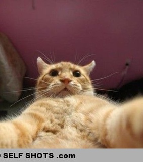 cat, funny and self shot