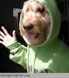 dog, funny and self shot