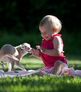 dog and cat, dog photo and Dog images