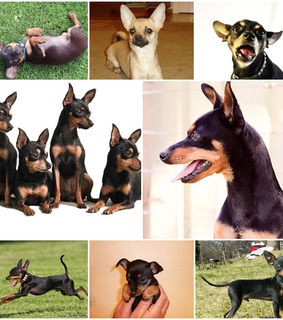 dog and cat, dog photo and Dog images