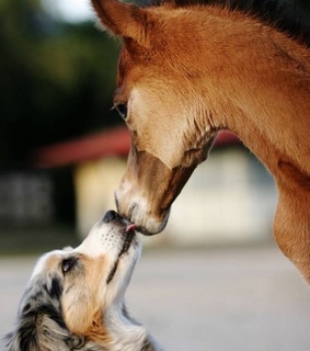 adorable, animals and colt