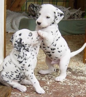 dog and cat, dog photo and Dog images