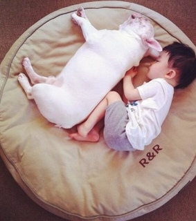 Dog images,  dog photo and  dog picture