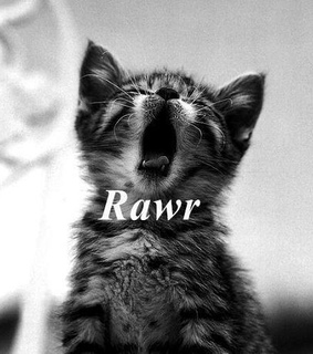 animals, black and white and cat