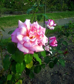 beautiful, flowers and garden