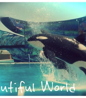 animals, cute and whale